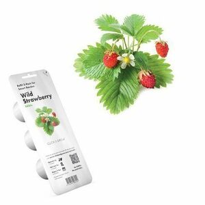 Click and Grow lesní jahody obraz