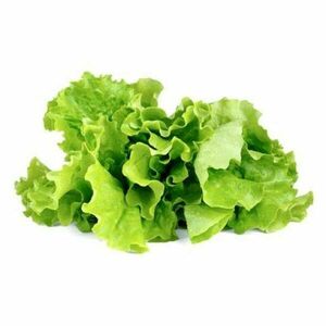 Smart Garden Hlavkový šalát obraz