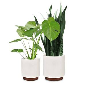 Fox & Fern Enspijk, květináče, ořechové dřevo, Polystone, ručně vyráběné, 2 velikosti obraz